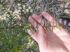 Acacia rupicola