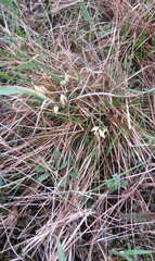Carex humilis