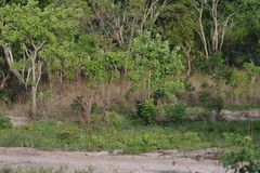 Terminalia brachystemma