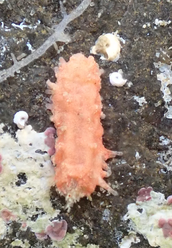 Plesiocolochirus australis