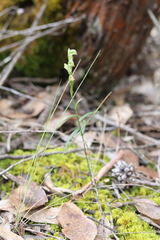 Pterostylis macilenta