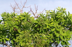 Terminalia brachystemma