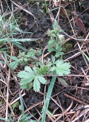 Potentilla humifusa