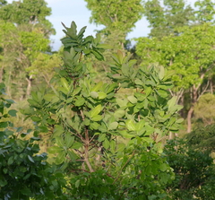 Terminalia brachystemma