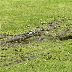Egretta novaehollandiae novaehollandiae