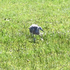 Egretta novaehollandiae novaehollandiae