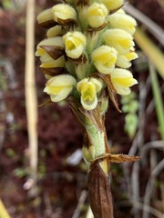 Gomphichis