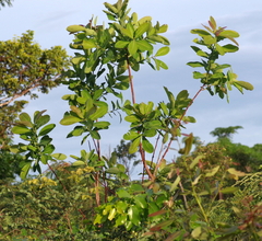 Terminalia brachystemma