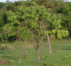 Terminalia brachystemma