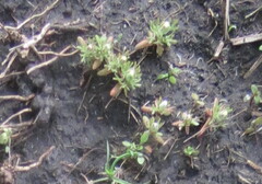 Ceratocephala testiculata