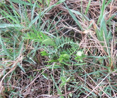 Vicia tenuifolia