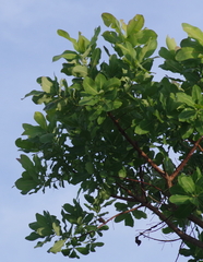 Terminalia brachystemma
