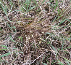 Carex humilis