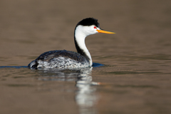 Clark's Grebe photo 3