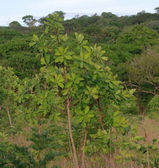 Terminalia brachystemma