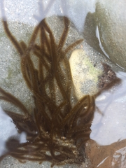 Ectocarpales