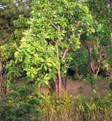 Terminalia brachystemma