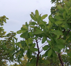 Terminalia brachystemma