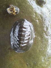 Chiton glaucus