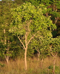 Terminalia brachystemma