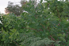 Terminalia brachystemma