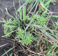 Veronica austriaca