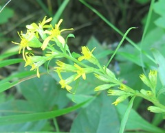 Solidago pacifica