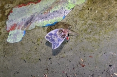 Borysthenes emarginatus