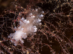 Dendronotus