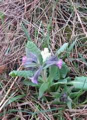 Pulmonaria angustifolia