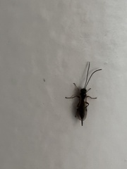 Pimpla pedalis