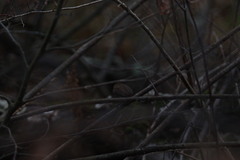 Troglodytes hiemalis