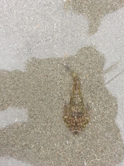 Diplocrepis puniceus