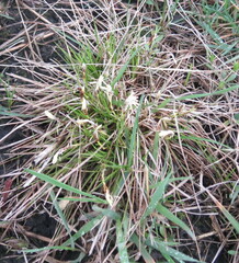 Carex humilis