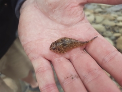 Diplocrepis puniceus