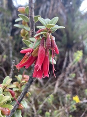 Macleania