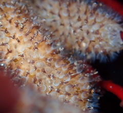 Entoprocta