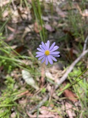 Brachyscome multifida