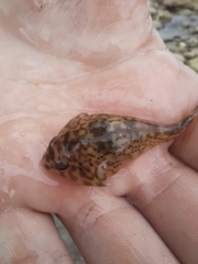 Diplocrepis puniceus