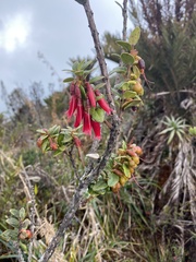 Macleania