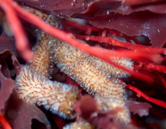 Entoprocta