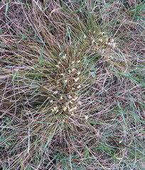 Carex humilis