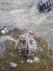 Sypharochiton pelliserpentis