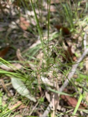 Brachyscome multifida