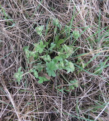 Potentilla humifusa