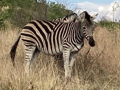 Equus quagga chapmani