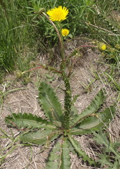 Berkheya radula