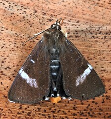 Coenotoca subaspersa