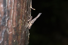 Pyrops candelaria