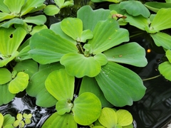 Pistia